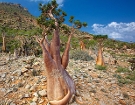 Egy különleges világ, Socotra